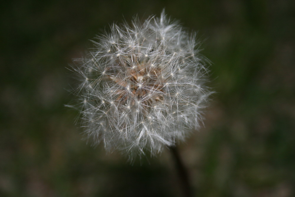 The Evil Weed That Ruins My Lawn