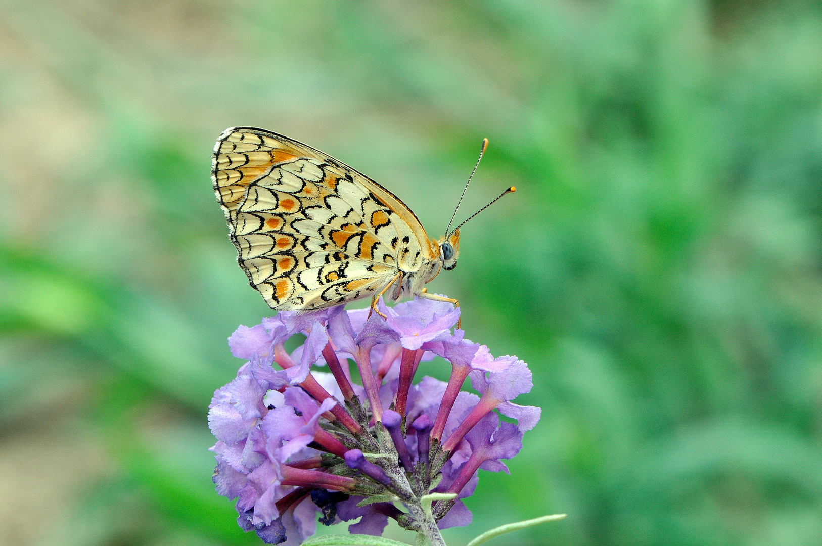 the expressed color of the joy of nature