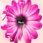 The Eye and  the flower 