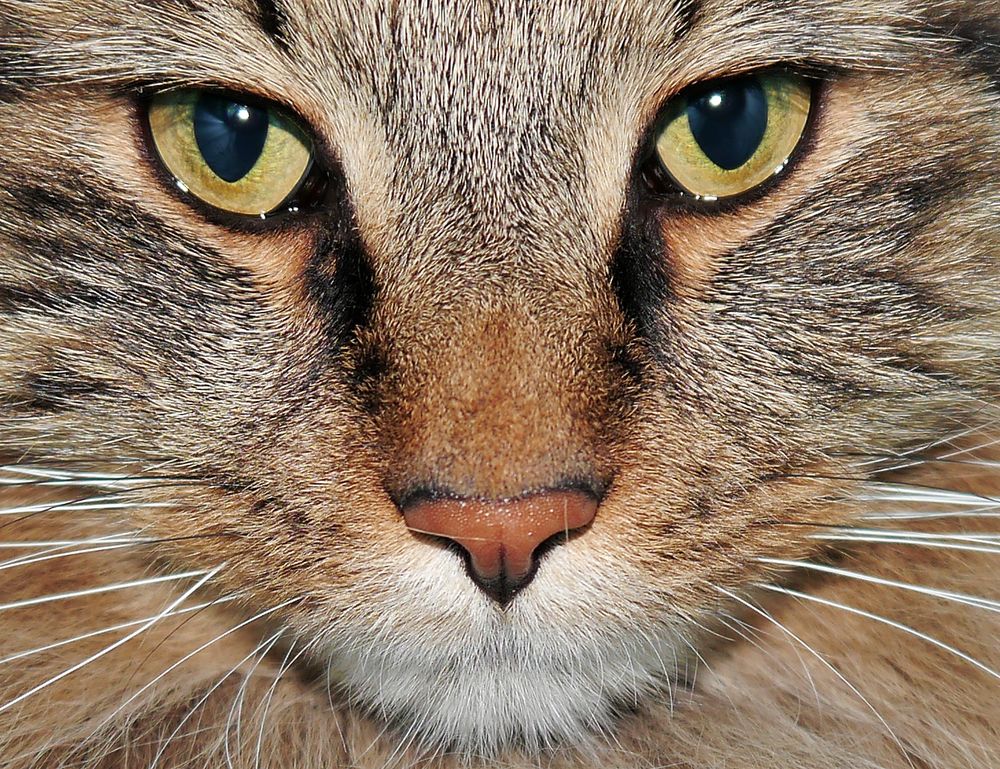 The eye of a cat Foto & Bild tiere, tierdetails, natur Bilder auf