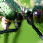 the Eye of a Dragonfly