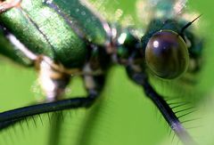 the Eye of a Dragonfly