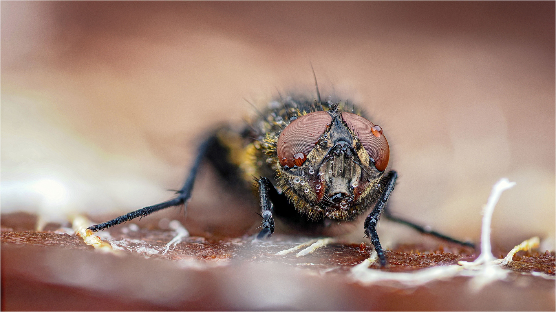 The Eye Of A Fly