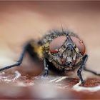 The Eye Of A Fly