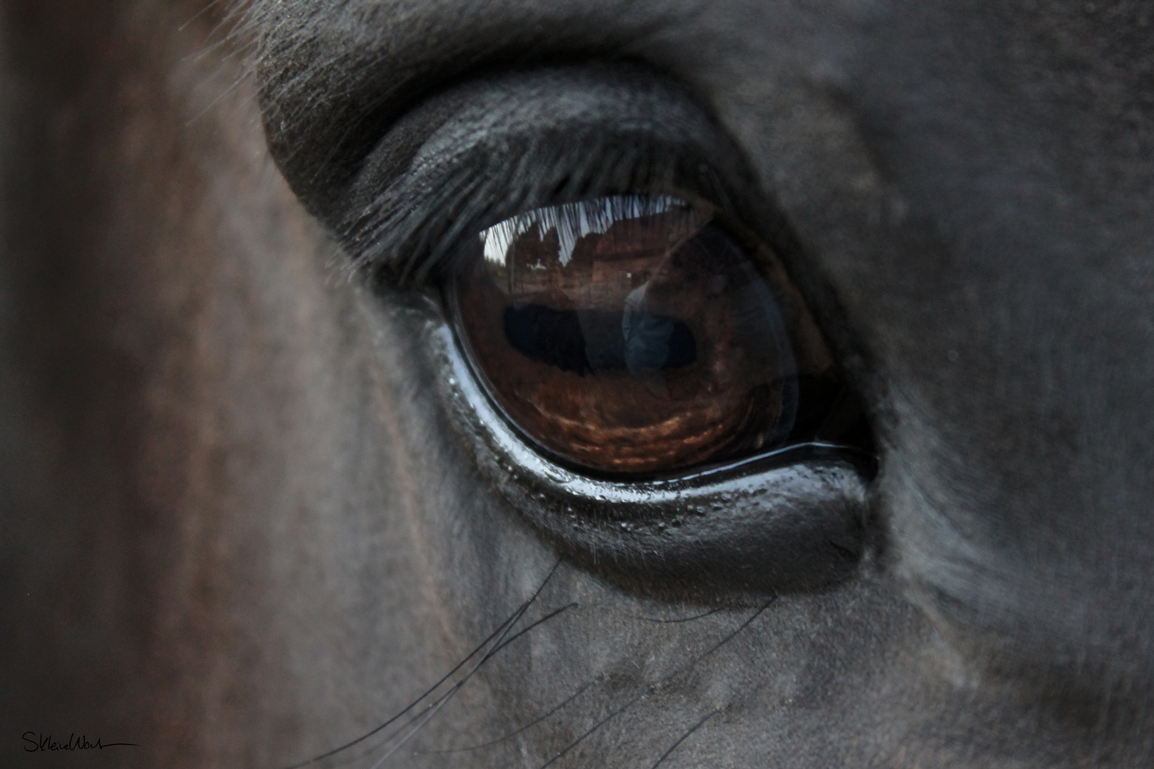 The eye of a horse.