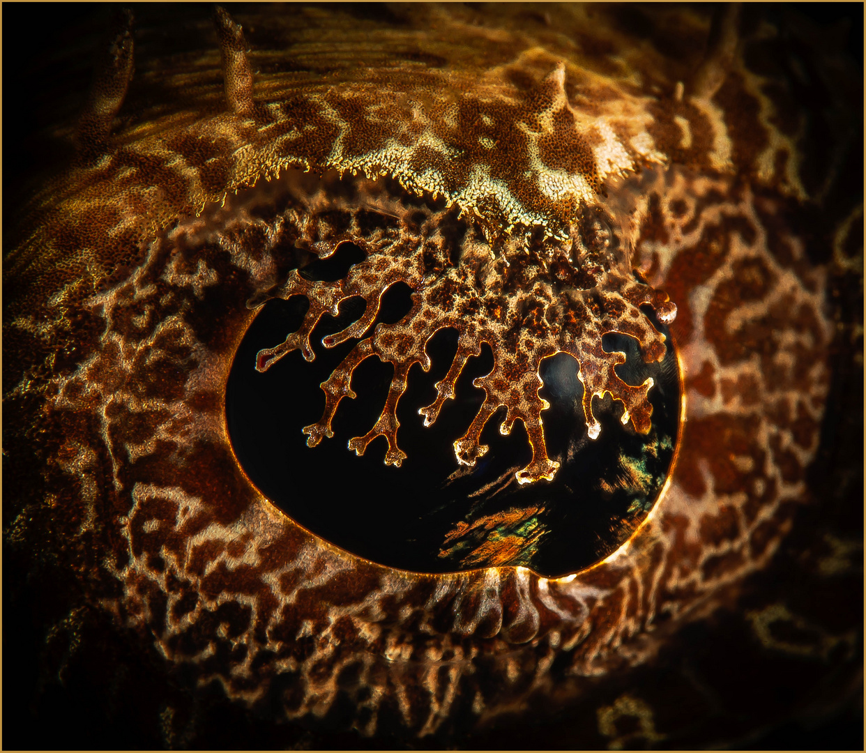 The Eye of a Tiger?