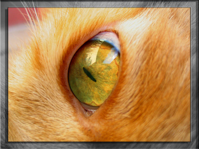 The Eye of a Tiger