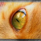 The Eye of a Tiger