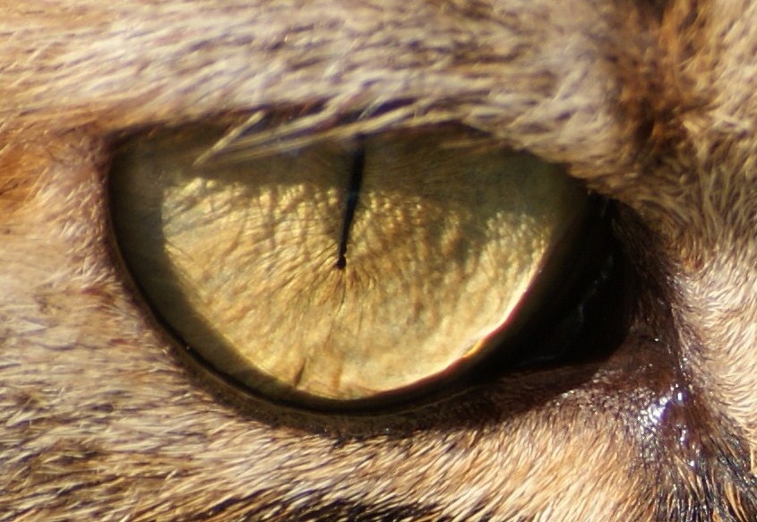 the eye of .......................