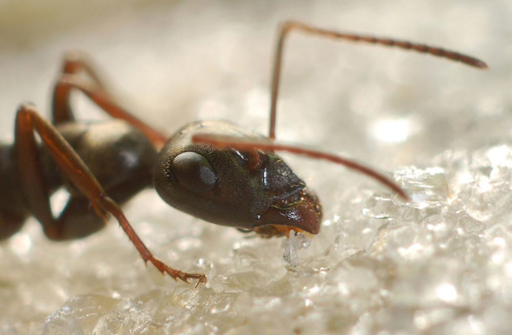 the eye of the black ant ...