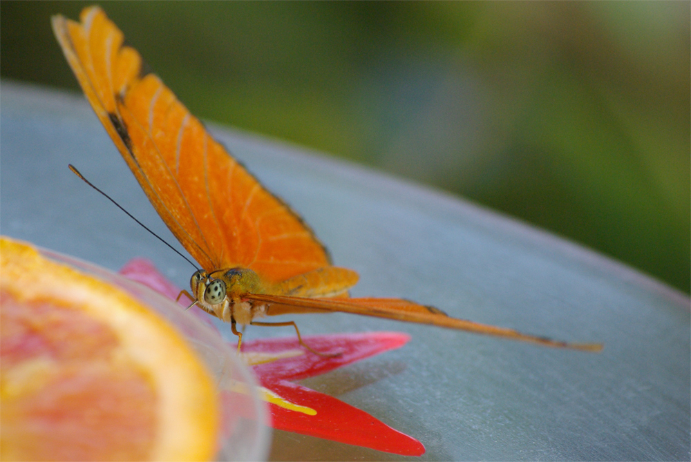 the eye of the butterly