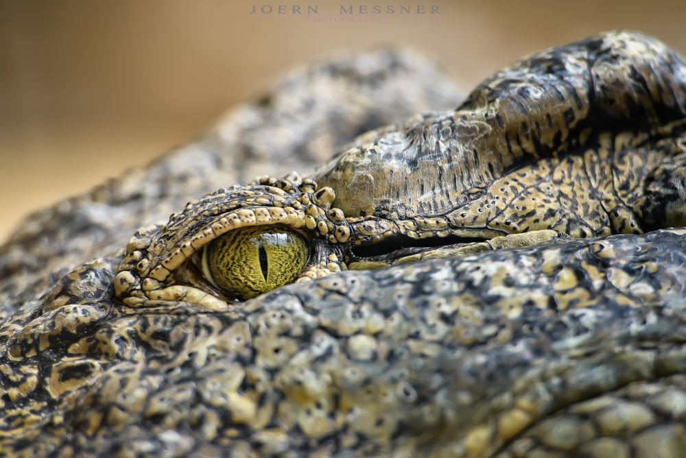 the eye of the crocodile