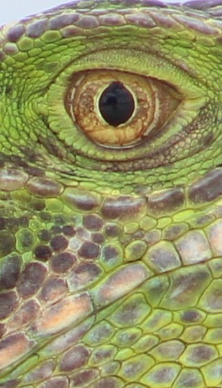 The eye of the dragon