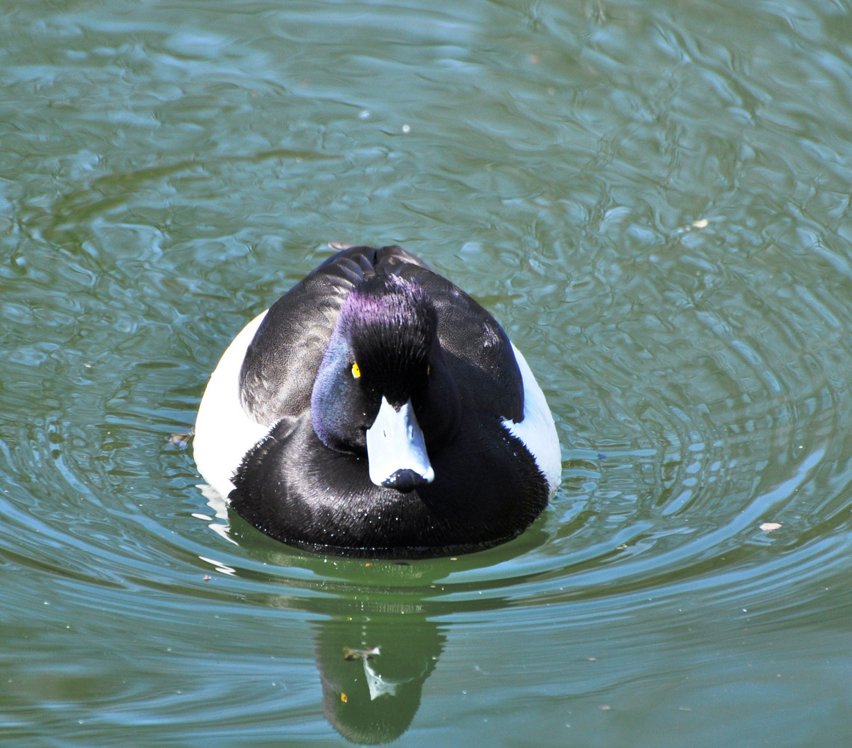 The Eye of the Duck