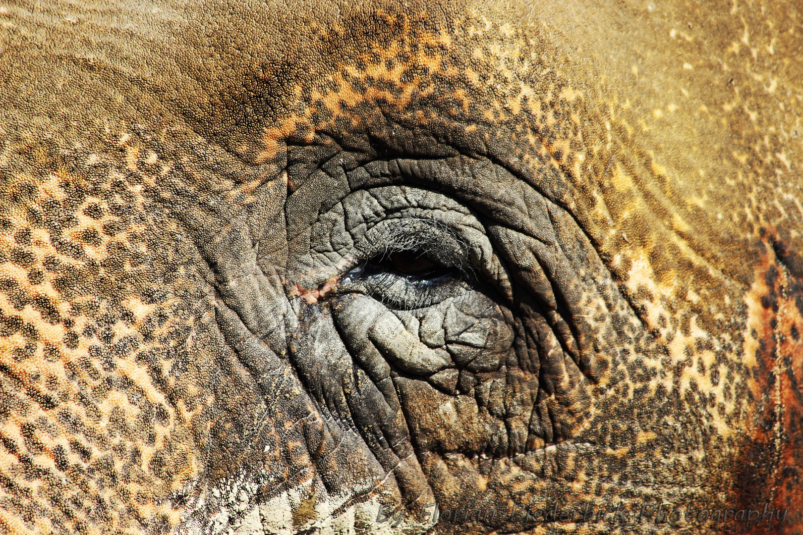 The Eye of the Elephant