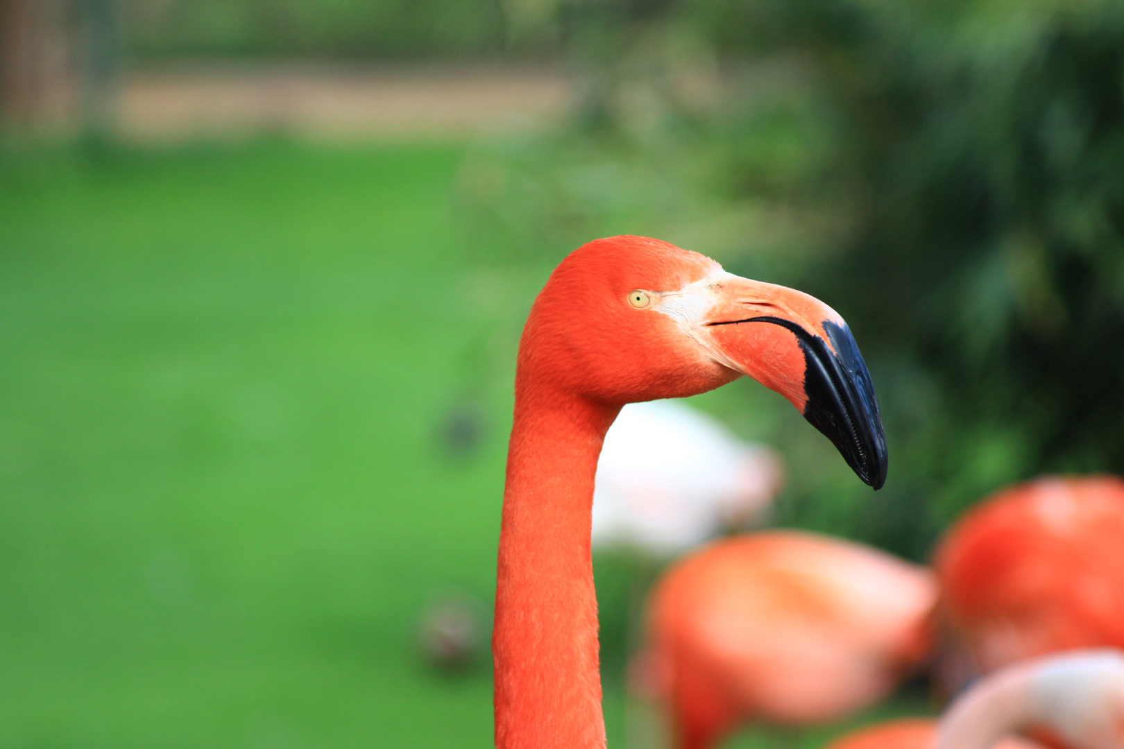 The Eye of the Flamingo