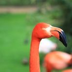 The Eye of the Flamingo