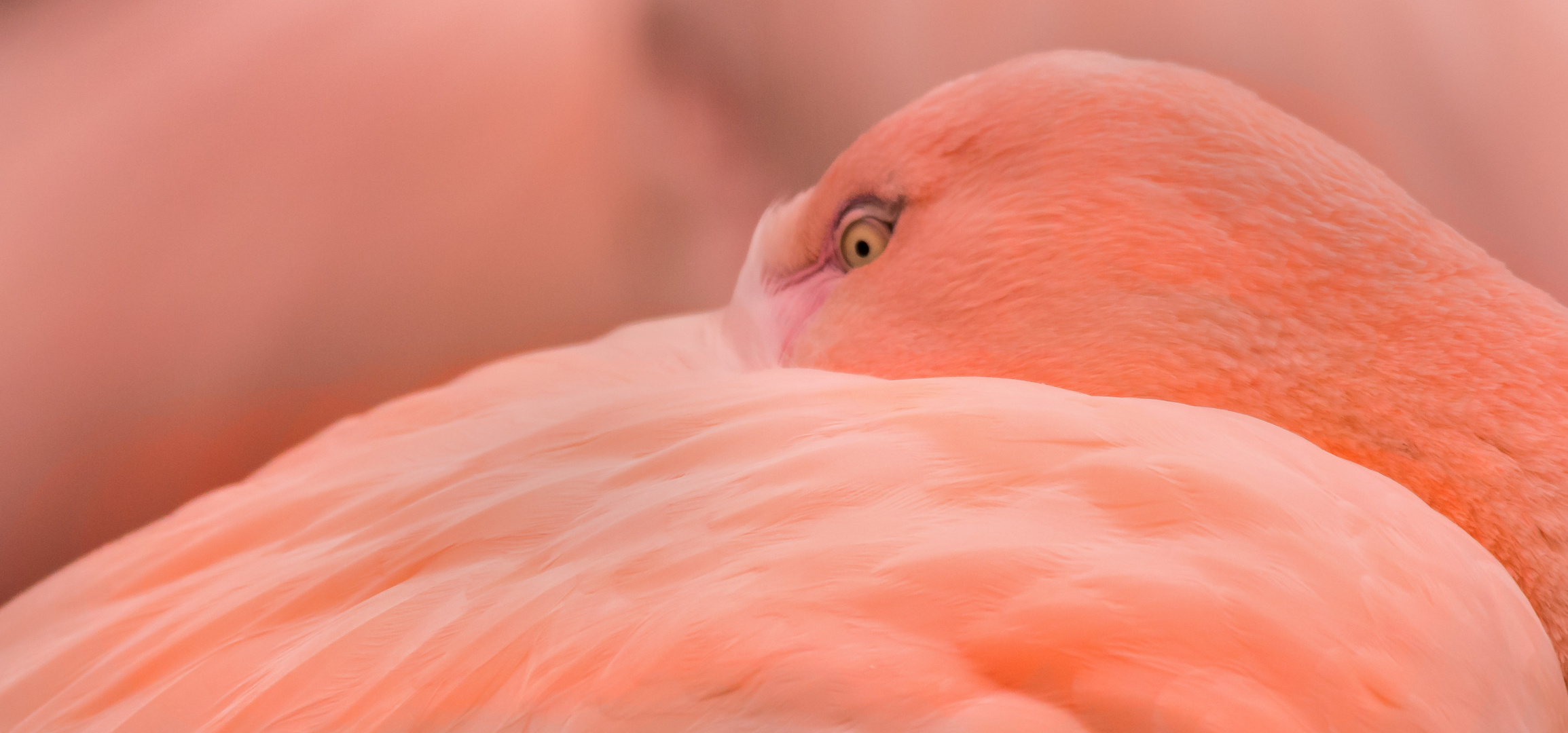 The Eye of the Flamingo