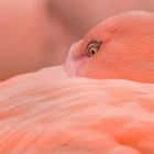 The Eye of the Flamingo