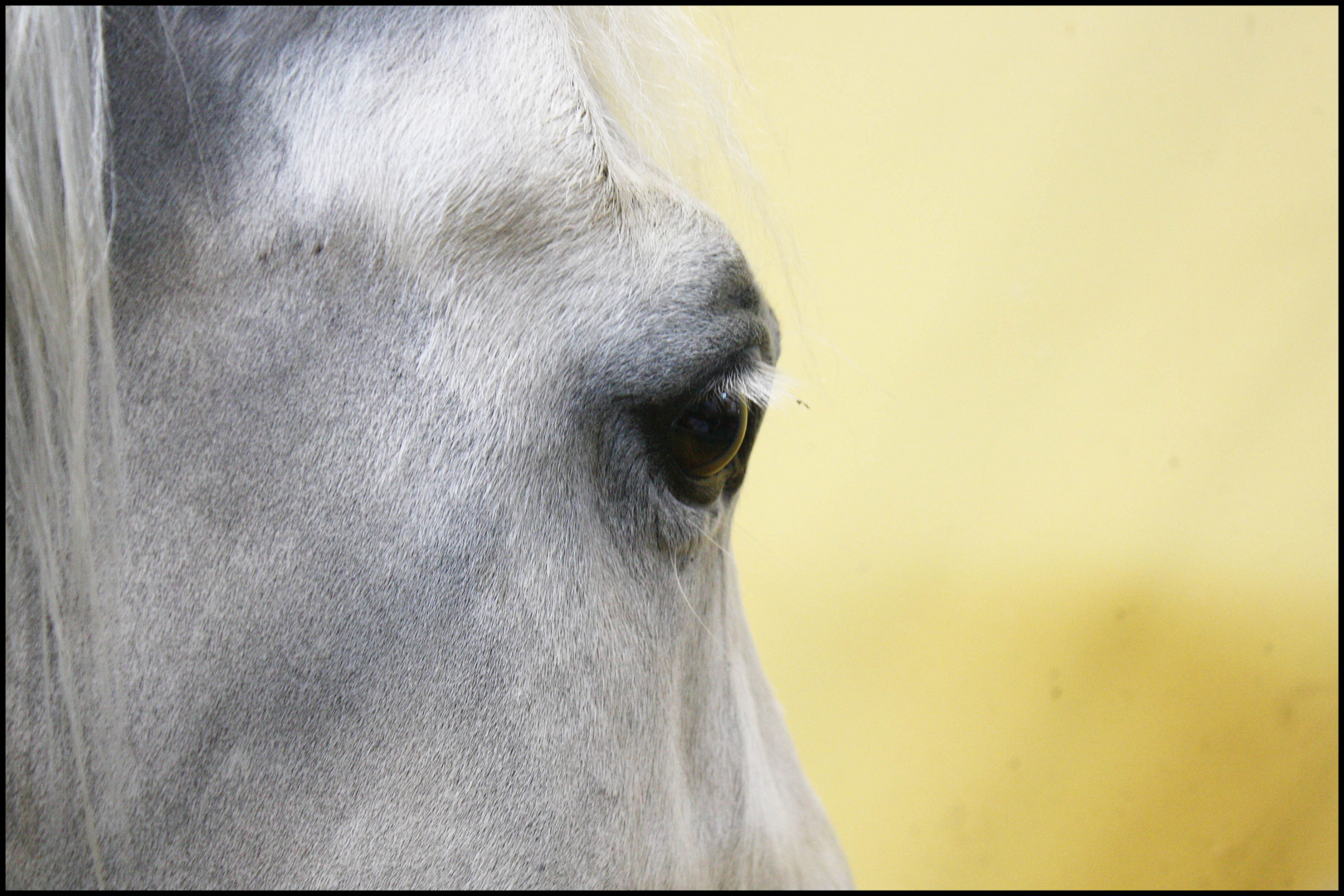 the eye of the horse