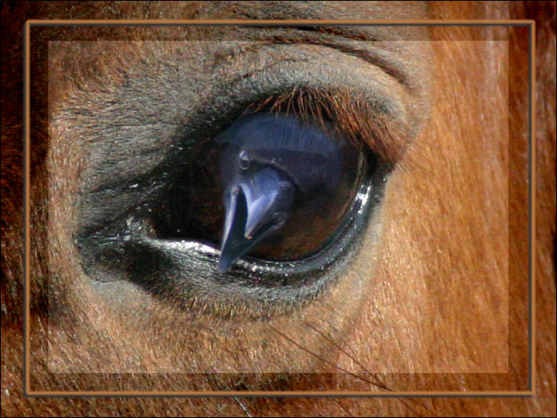 the eye of the horse