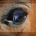 the eye of the horse