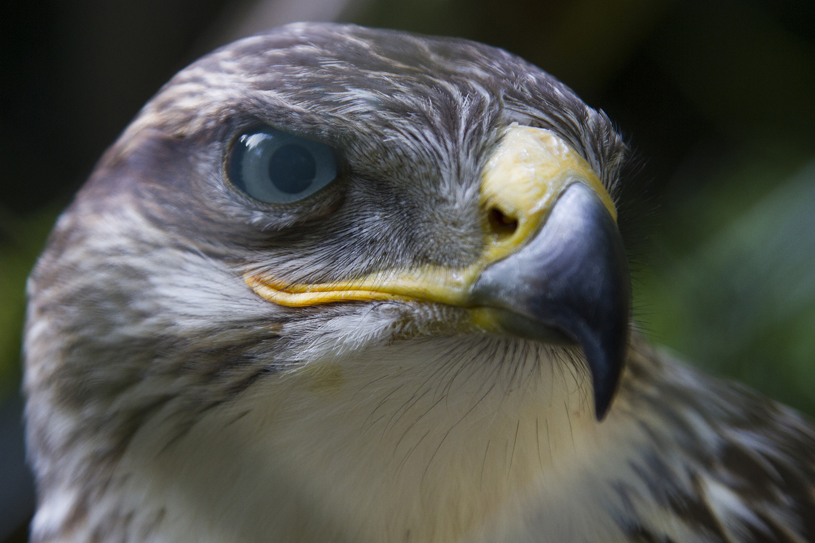 The eye of the ... nicht tiger, einigen wir uns auf Bussard