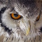 The eye of the owl