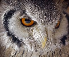 The eye of the owl