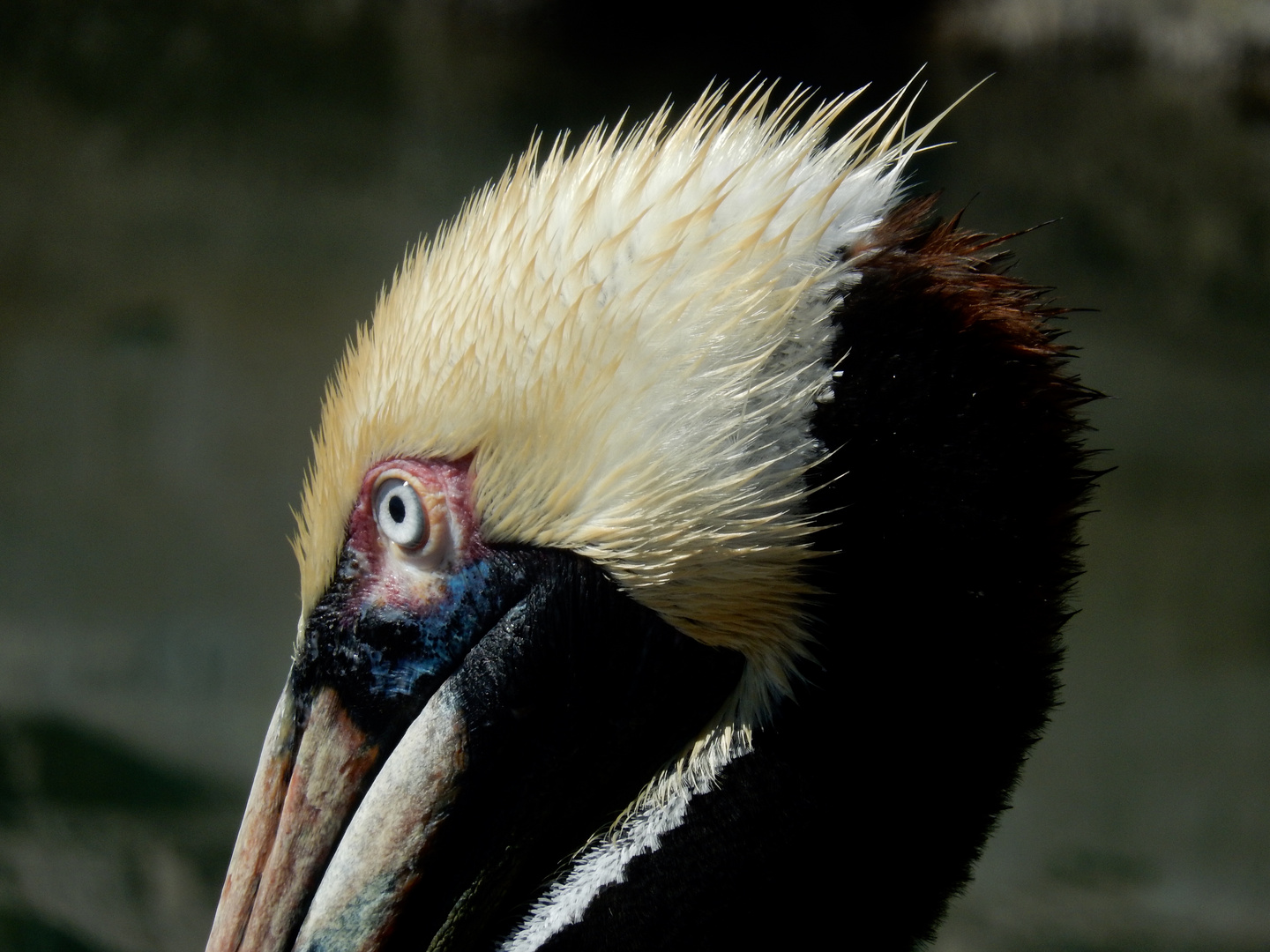 The eye of the pelican...