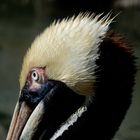 The eye of the pelican...