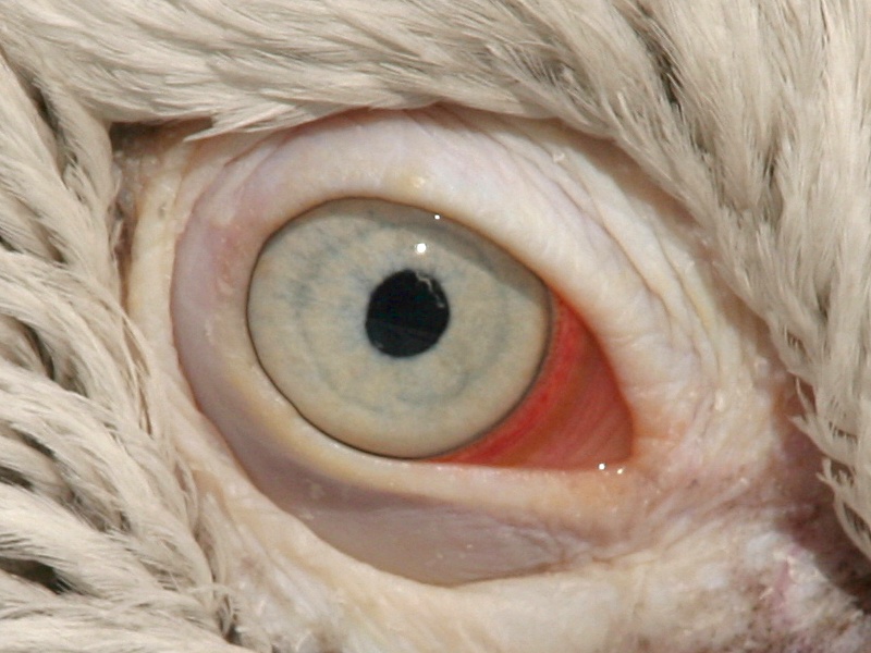 The Eye of the Pelican