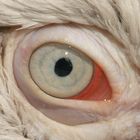 The Eye of the Pelican