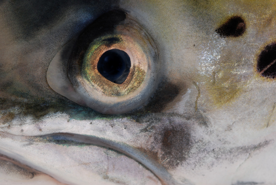 the eye of the salmon Foto & Bild tiere, wildlife, fische Bilder auf