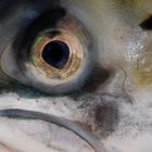 the eye of the salmon