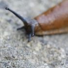 The eye of the slug