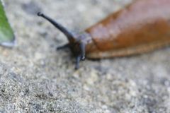 The eye of the slug