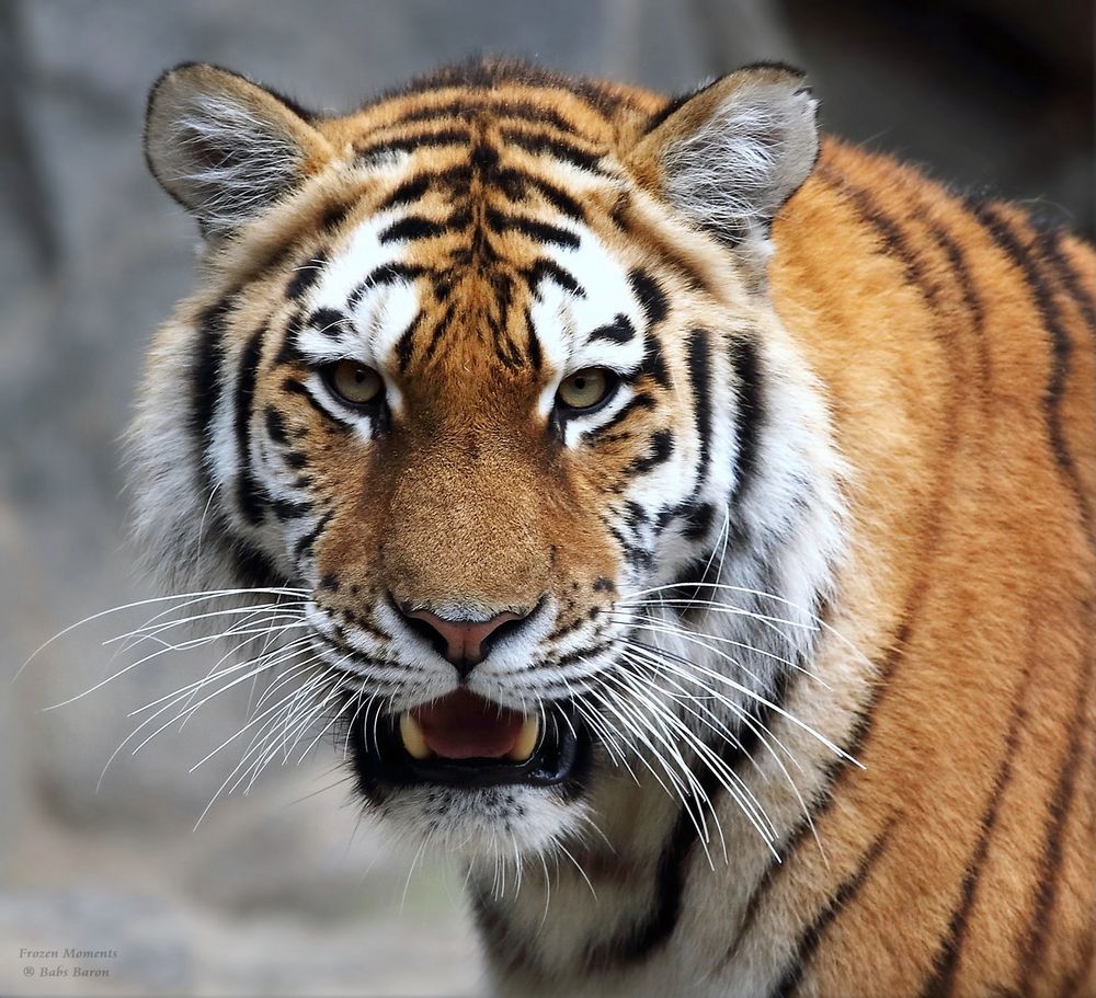 The eye of the tiger Foto & Bild tiere, zoo, wildpark & falknerei