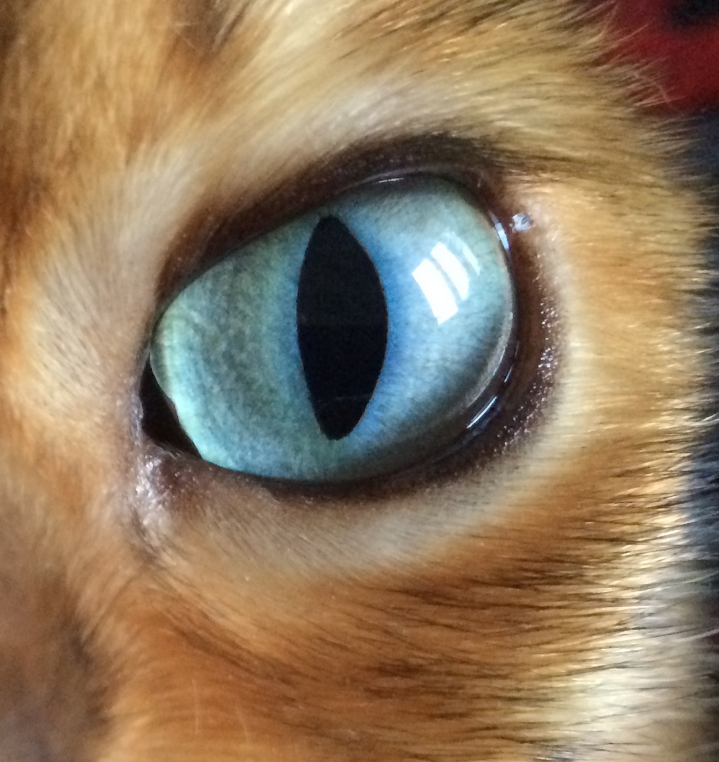 The Eye Of The Tiger