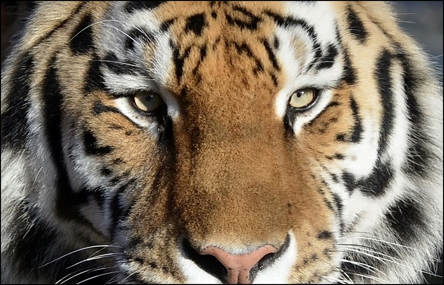 The EYE of the Tiger