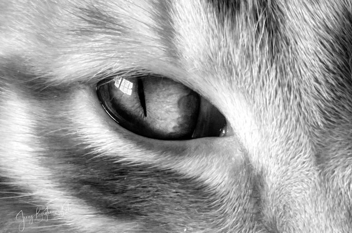 The Eye Of The Tiger