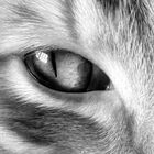 The Eye Of The Tiger