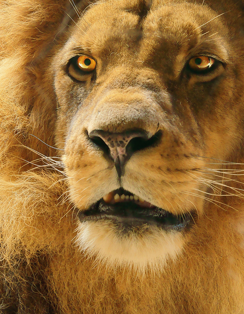 The eyes of a lion