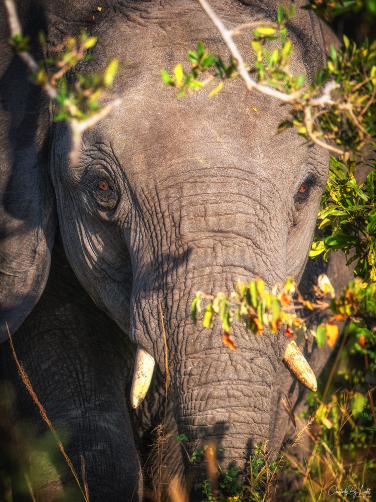 the eyes of an elephant 