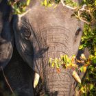 the eyes of an elephant 