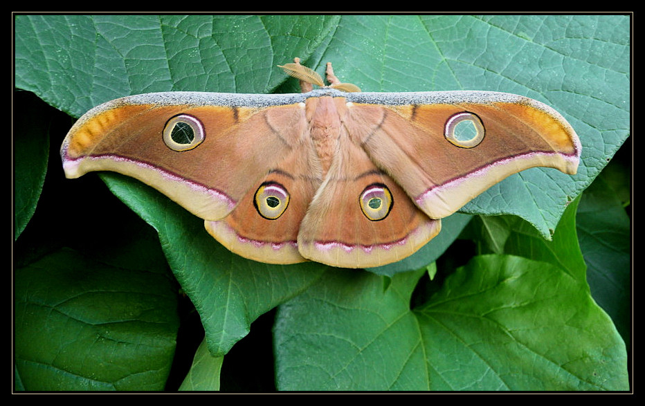 the eyes of antheraea