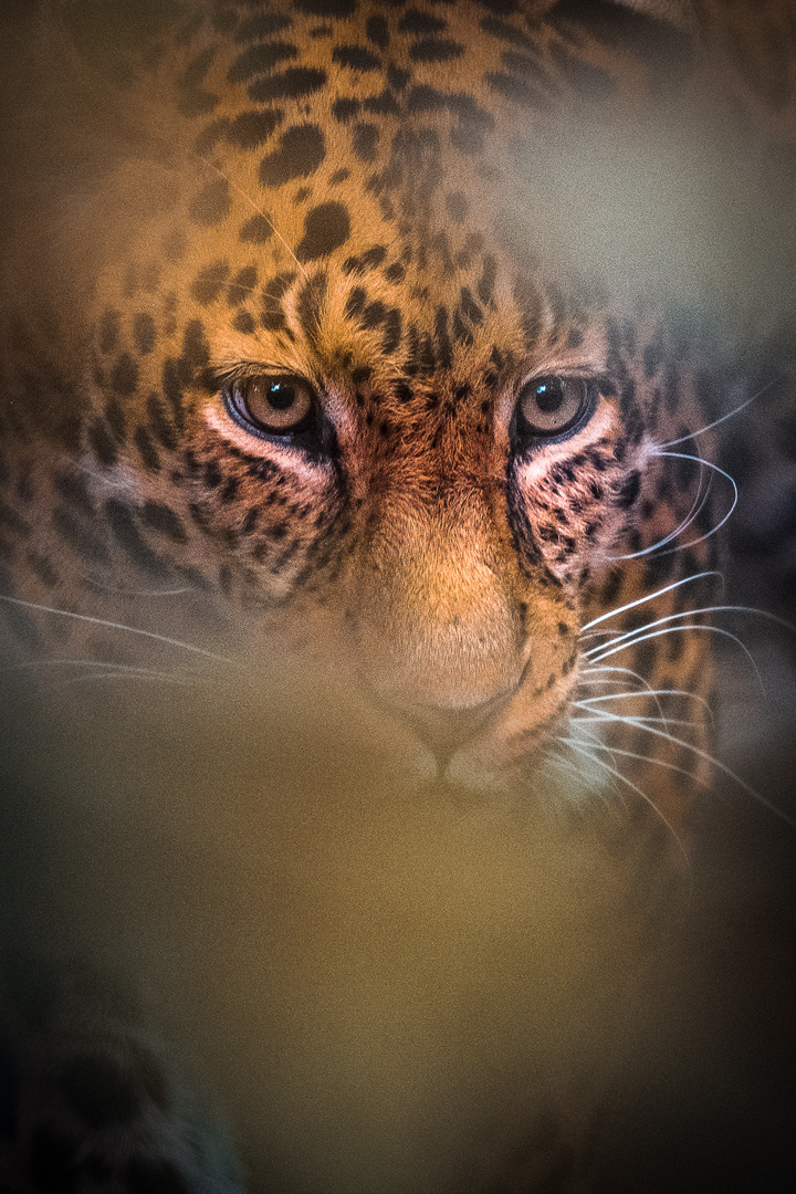 the eyes of the leopard