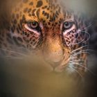 the eyes of the leopard