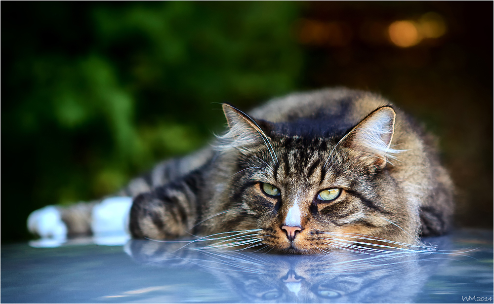 The Eyes Of The Tiger Foto Bild Tiere Haustiere Katzen Bilder Auf Fotocommunity
