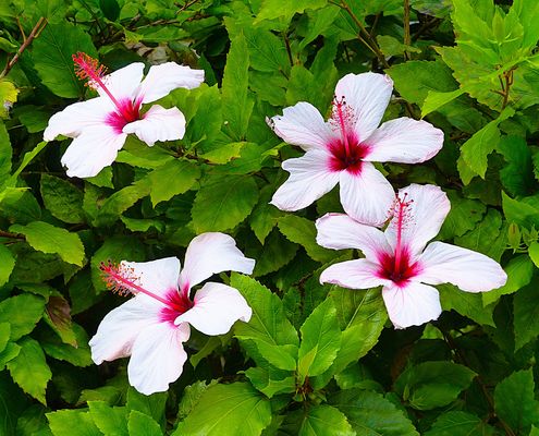 The fab four :-) im Jardim Botanico Da Madeira.Monte,  Herbst 2024